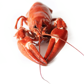 Салат из морепродуктов